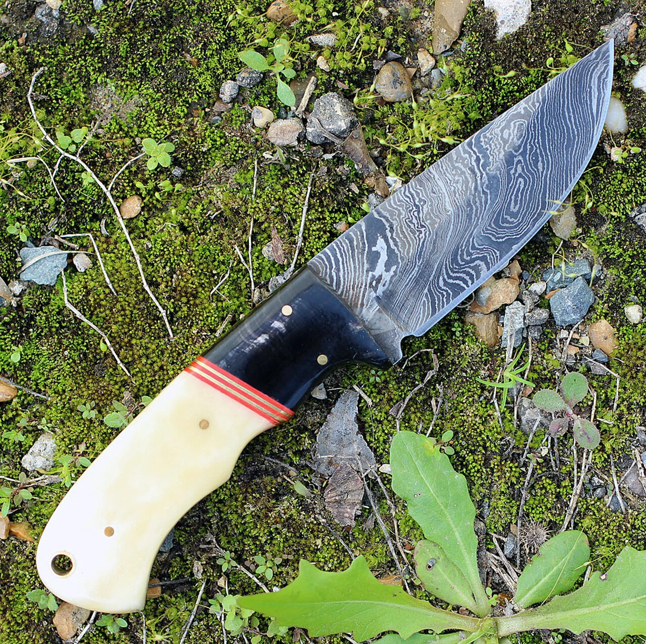 Damascus Blade Knife Damascus 1068 Skinner, 3.75" Damascus Plain Blade, Smooth White Bone Handle 2 Damascus Blade Knife Damascus 1068 Skinner, 3.75" Damascus Plain Blade, Smooth White Bone Handle - Image 2